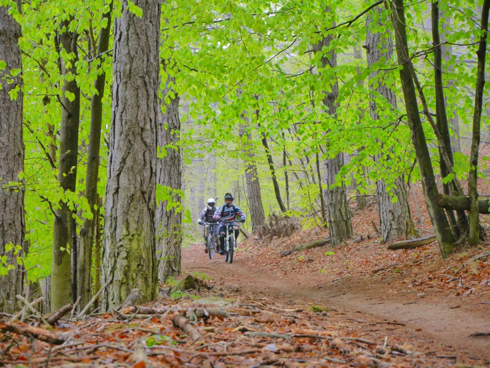 Riders on a trail through a beech forest